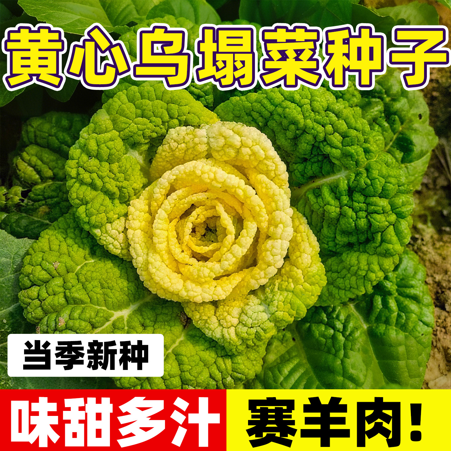 黄心乌塌菜种子鲜嫩好吃耐寒秋冬易种四季阳台蔬菜雪里金花青菜籽