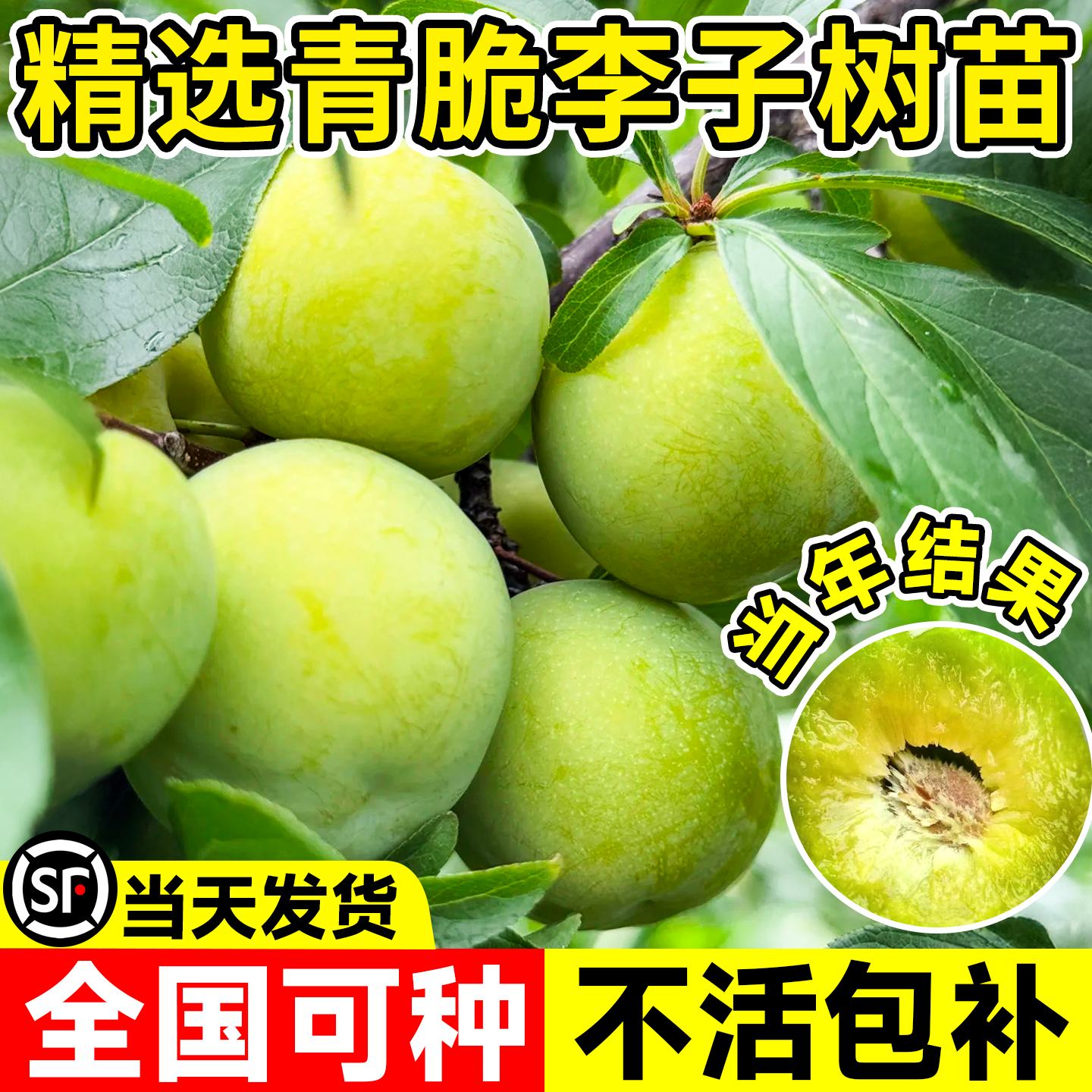 晚熟青脆李子树果苗正宗嫁接特大果苗盆栽三华李子新品种当年结果,鲜花速递/花卉仿真/绿植园艺,果树,淘宝优惠券,粉丝福利购,淘宝优惠卷