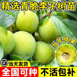 晚熟青脆李子树果苗正宗嫁接特大果苗盆栽三华李子新品种当年结果