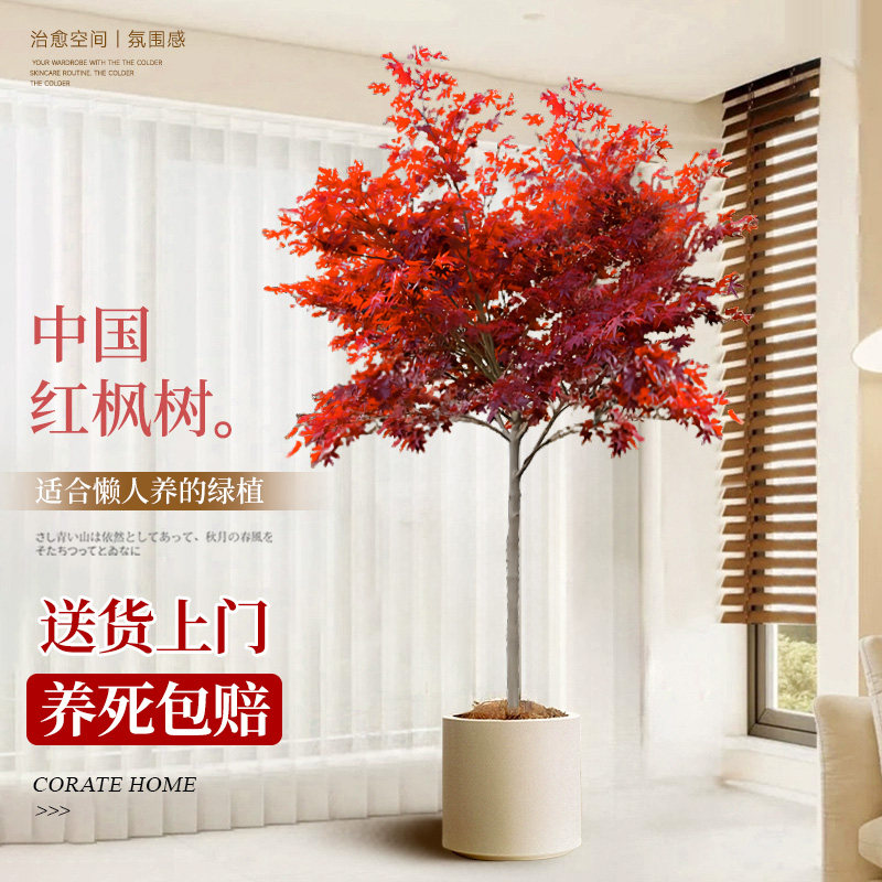 中国红枫盆栽室内大型绿植日本红枫树树苗植物红舞姬耐寒四季好养