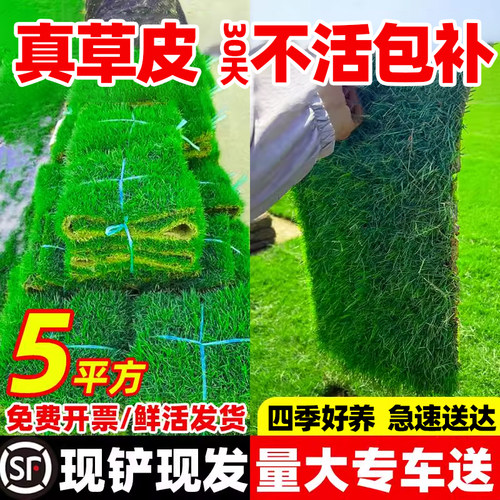 草皮真坪带泥土别墅花园绿