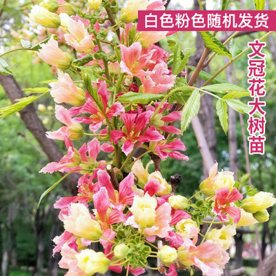 文冠花树苗状元花大棵好养绿植