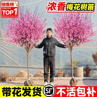 梅花树苗带花发货庭院地栽植物