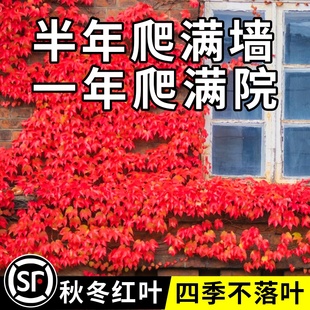 爬山虎爬藤植物四季三叶五叶爬山虎树苗不落叶花卉庭院室外爬墙虎