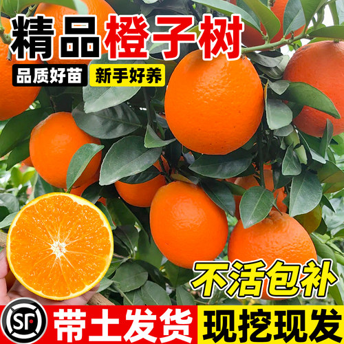江西赣南脐橙苗红肉脐橙血橙种植