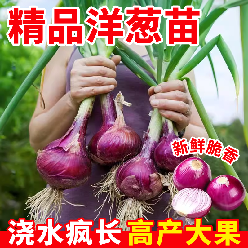 洋葱秧苗红皮山东紫皮洋葱苗种苗