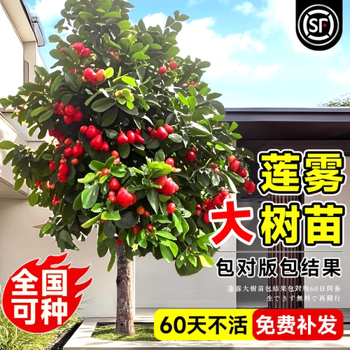 莲雾树苗黑金刚糖芭比台湾