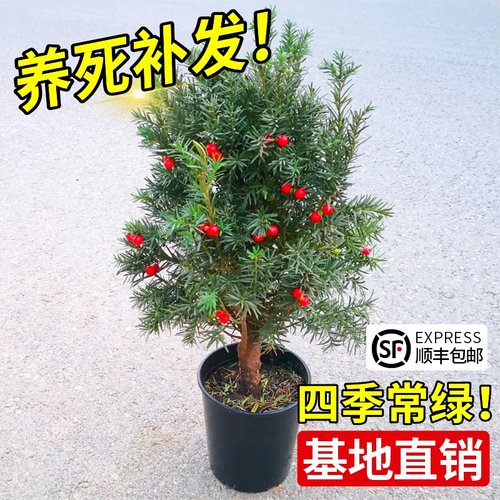 正宗红豆杉树苗盆栽耐寒好养绿植