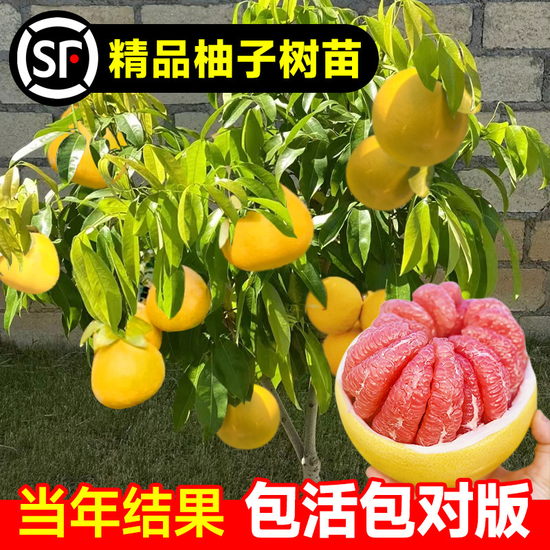 红心柚子树苗盆栽马家嫁接葡萄柚果树果苗南方北方庭院水果树种植,鲜花速递/花卉仿真/绿植园艺,果树,淘宝优惠券,粉丝福利购,淘宝优惠卷