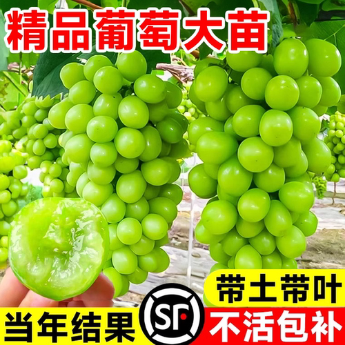 葡萄树苖阳光玫瑰巨峰夏黑无籽
