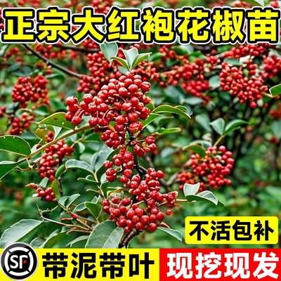 正宗四川大红袍花椒树苗南北种植