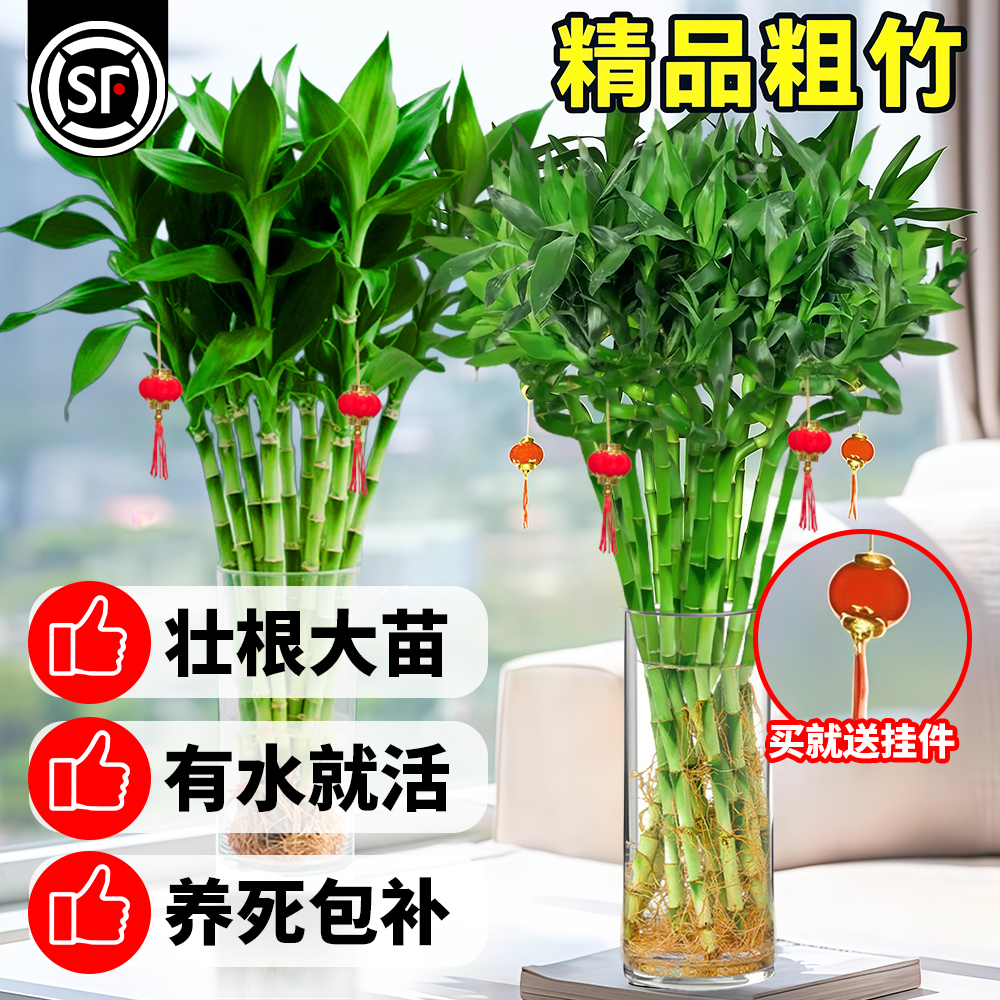 转运竹水养带根水培植物室内好养