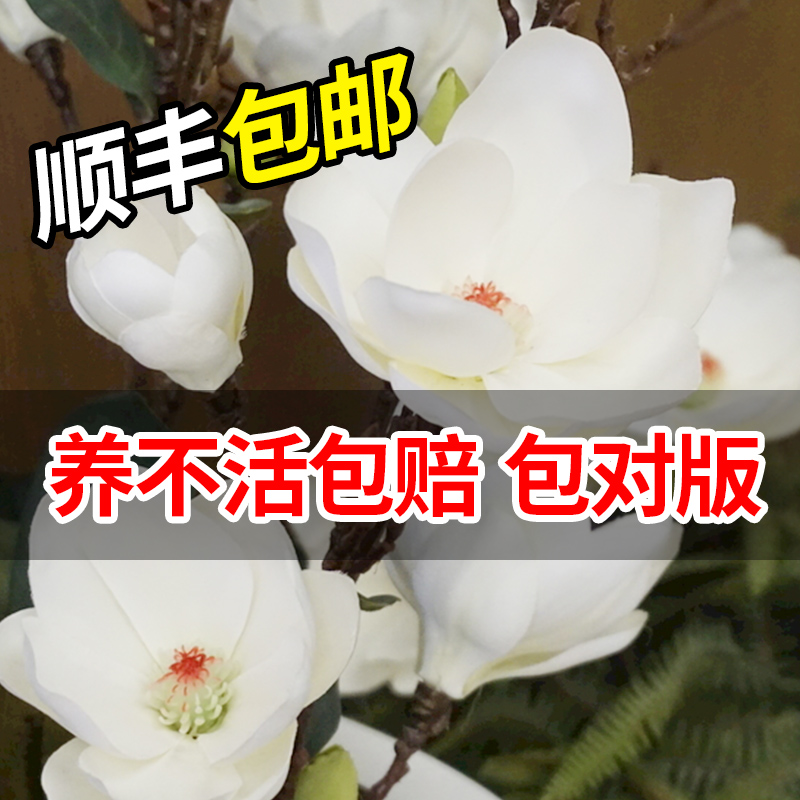 绿化苗木广玉兰小苗庭院四季常绿广玉兰荷花玉兰苗盆栽广玉兰树苗