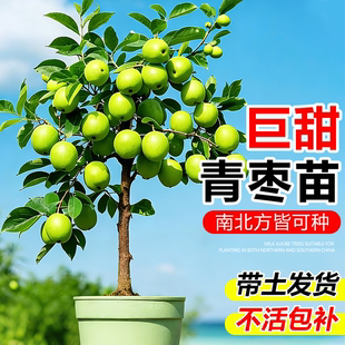 枣树活苗大枣超甜特大号冰糖枣冬潘枣果树苗嫁接带土球南北方耐寒