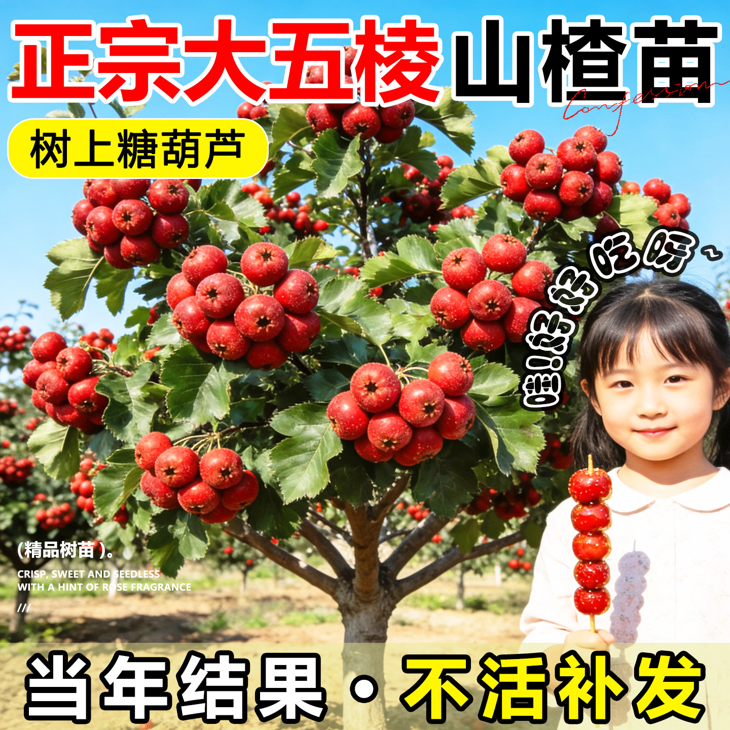 山楂树活苗盆栽大金星五棱甜红子嫁接果苗庭院地栽南北方种植耐寒
