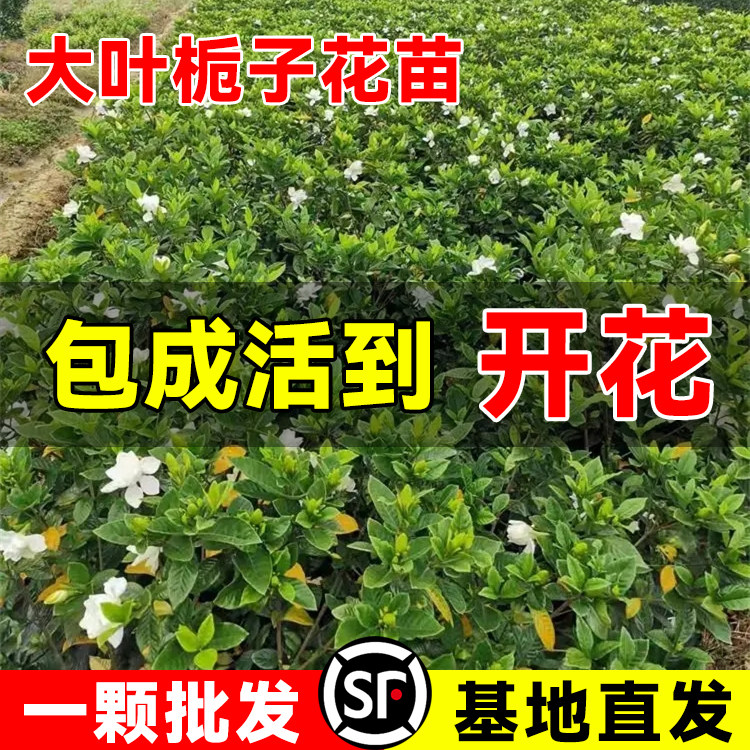 栀子花盆栽小苗浓香四季开花图片