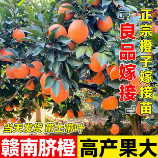 赣南脐橙冰糖橙苗浓甜无籽橙子嫁接树苗盆栽地栽庭院种植果树果苗