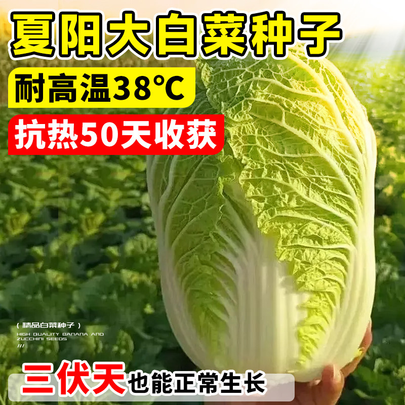 正宗耐热夏阳白菜种子包心农家黄心四季抗病大白菜种籽夏秋蔬菜子 - 实物图