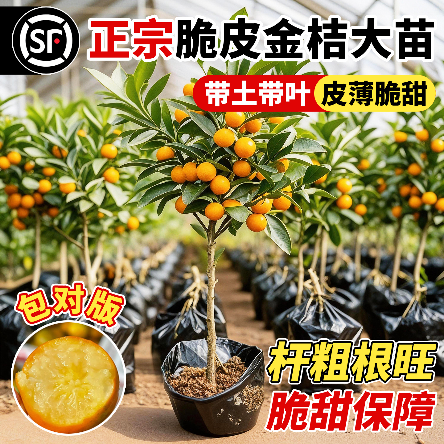 壹植当年结果脆皮金桔南北可种