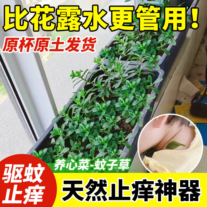 养心菜根苗蚊子草驱蚊植物蔬菜苗高钙菜费菜四季阳台盆栽种植种子