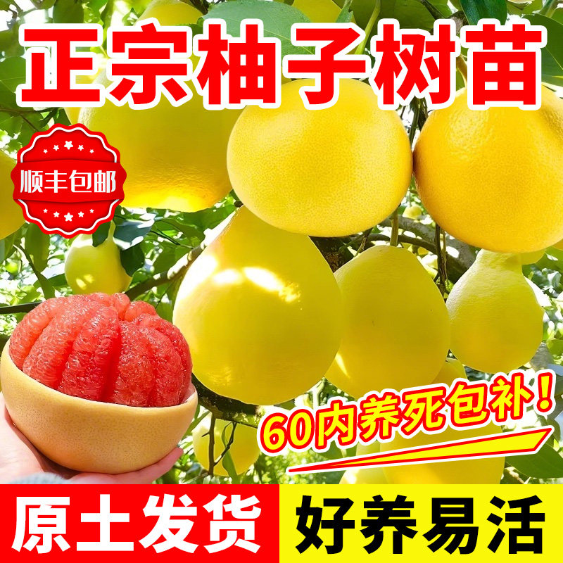 柚子树苖嫁接红心冰糖蜜柚子树苗四季耐寒地栽水果树苗南北方种植,鲜花速递/花卉仿真/绿植园艺,果树,淘宝优惠券,粉丝福利购,淘宝优惠卷