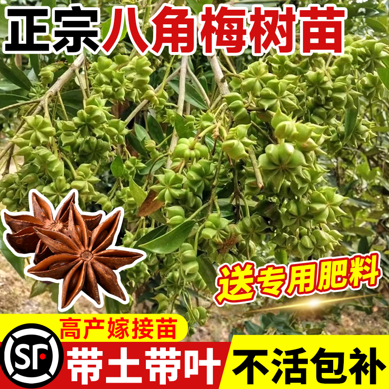 八角树苗盆栽广西大红罗马