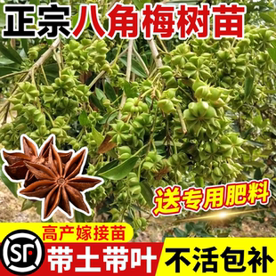 八角树树苗盆栽广西大红罗马嫁接大苗食用大料南方北方高产种植树