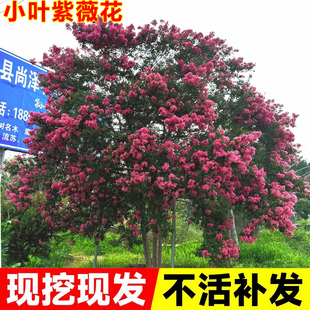 小叶紫薇花庭院门前种植盆栽地栽名贵风景苗木四季长青耐寒植物