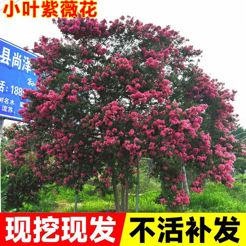 小叶紫薇花庭院名贵植物