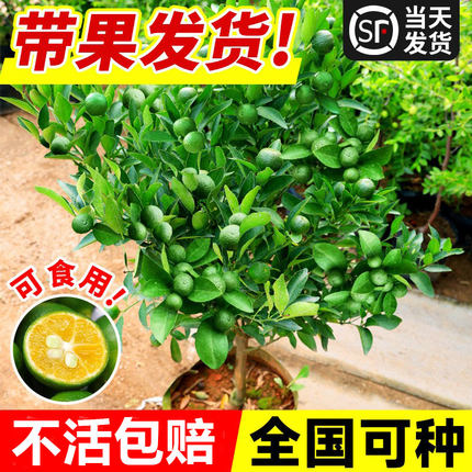 小青柠树苗海南青桔香水柠檬金桔盆栽室内外庭院阳台果树果苗四季