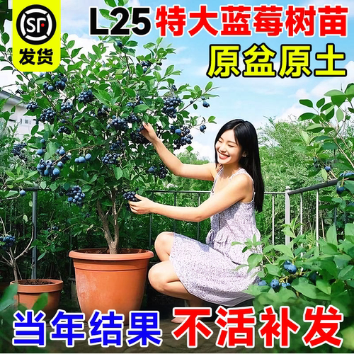 蓝莓树果苗盆栽南北可种当年结果