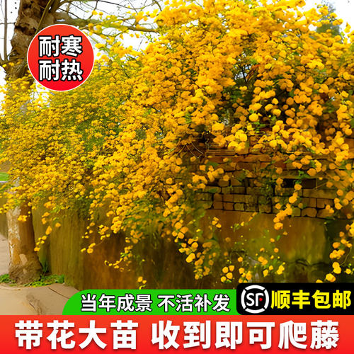 重瓣棣棠花苗盆栽四季爬藤植物