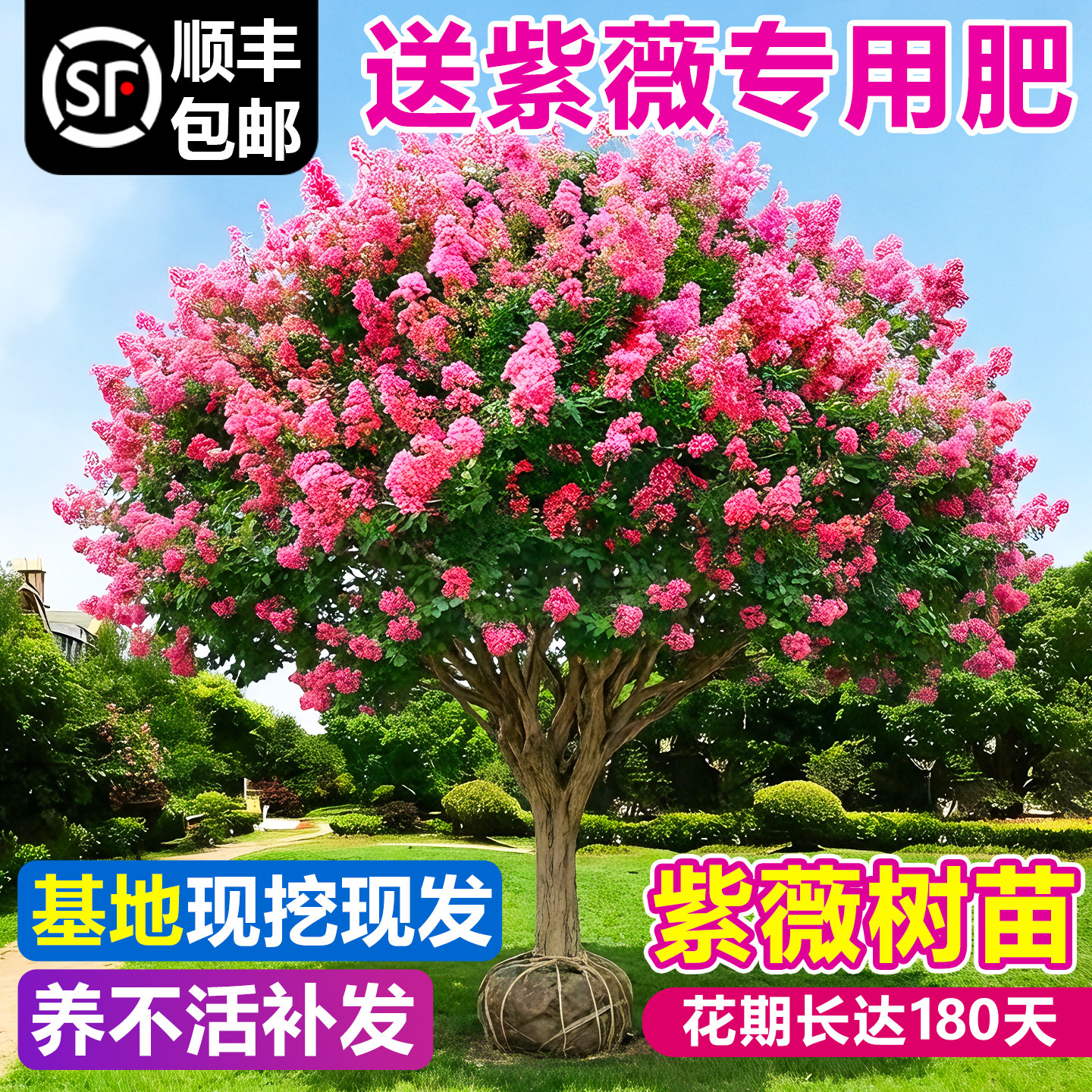 紫薇花树苗庭院大型老桩别墅室外道路绿化植物百日红花卉风景大树