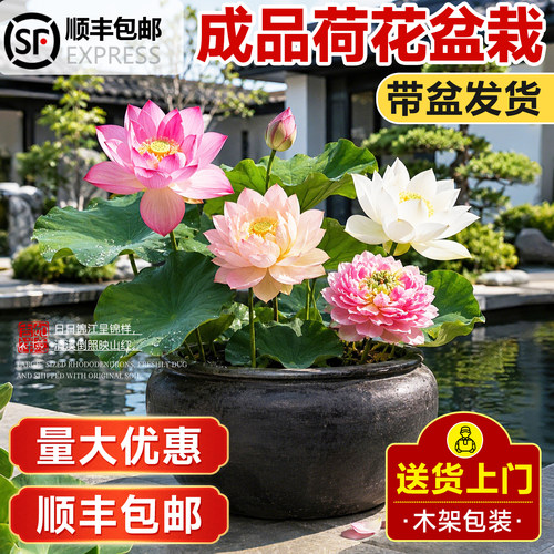 荷花盆栽水养带花苞观赏种藕碗莲
