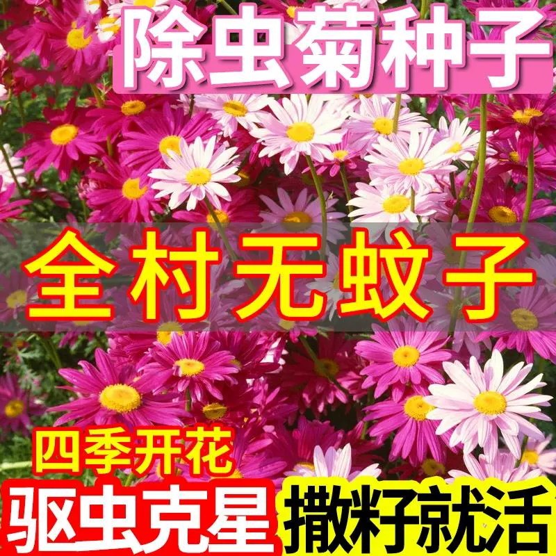 除虫菊花种籽子多年生驱蚊草驱虫菊混色室内外植物四季播种花种子