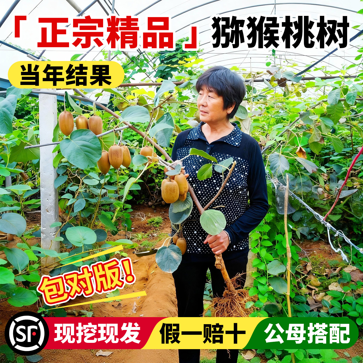 猕猴桃树果苗南北方种植当年结果图片