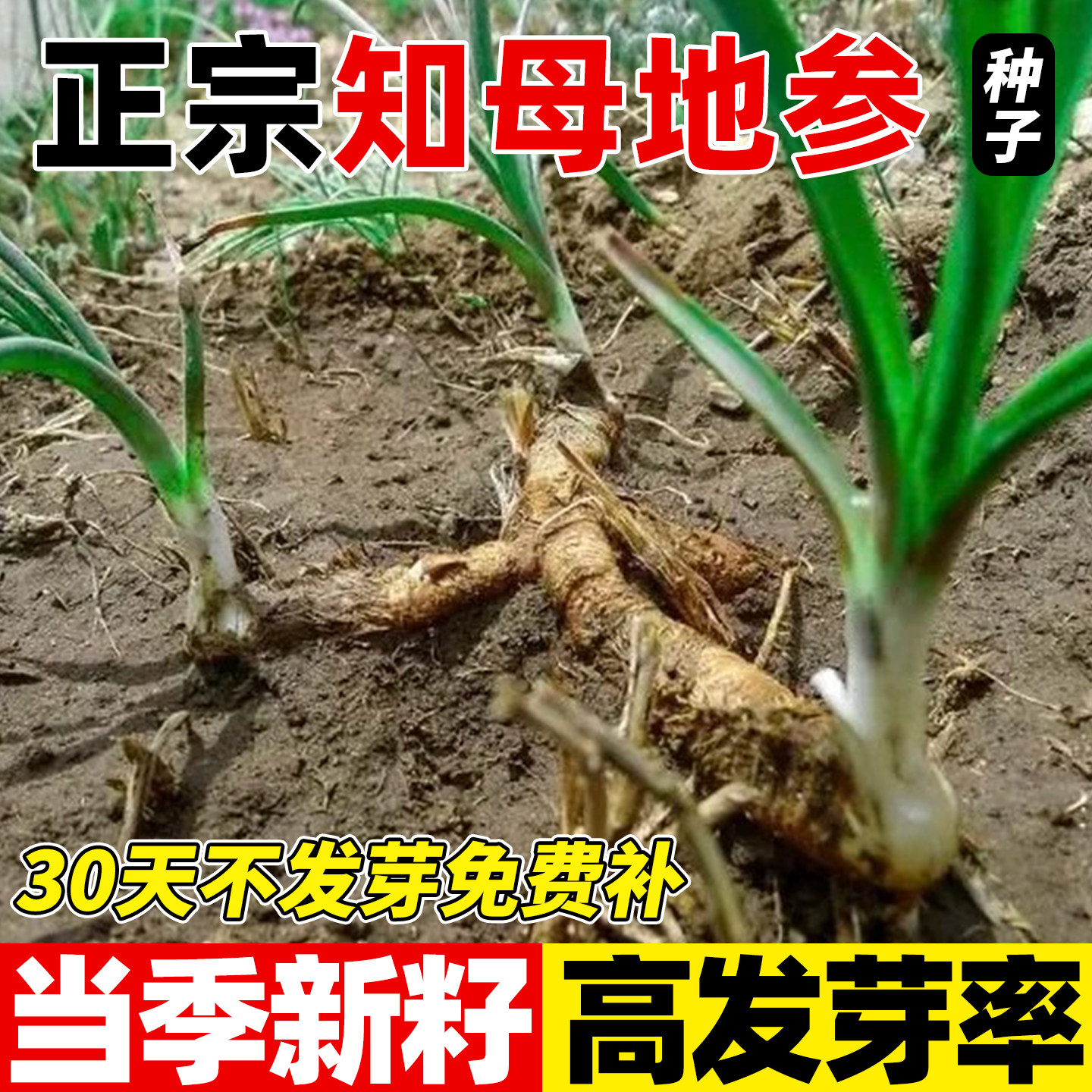 知母地参种子四季种植毛知母中药材正品易成活野生地参虫草参种籽