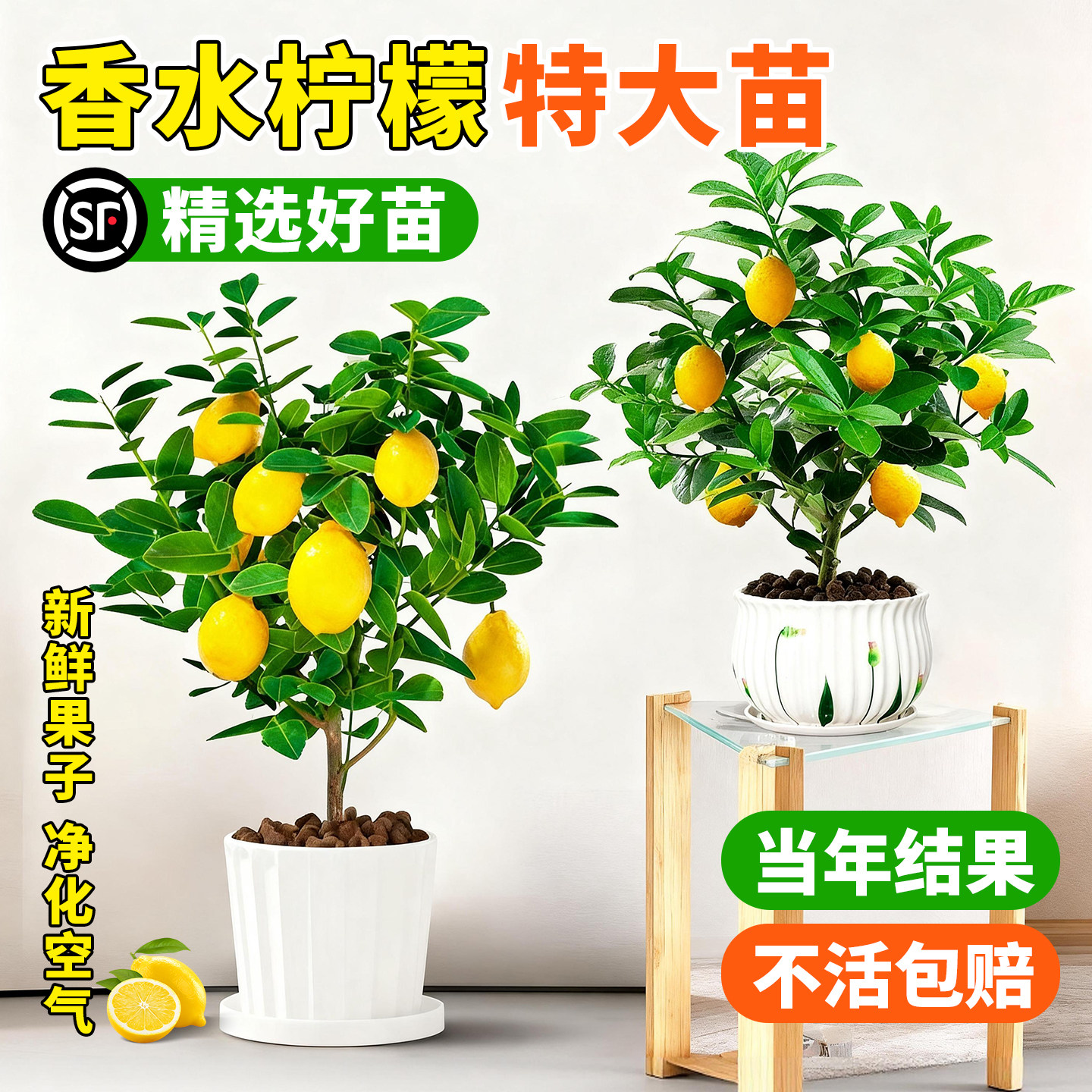 香水柠檬树树苗盆栽四季果树室内客厅阳台带果柠檬苗树苗台湾耐寒,鲜花速递/花卉仿真/绿植园艺,果树,淘宝优惠券,粉丝福利购,淘宝优惠卷