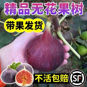 带果无花果树特大苗盆栽不活包赔