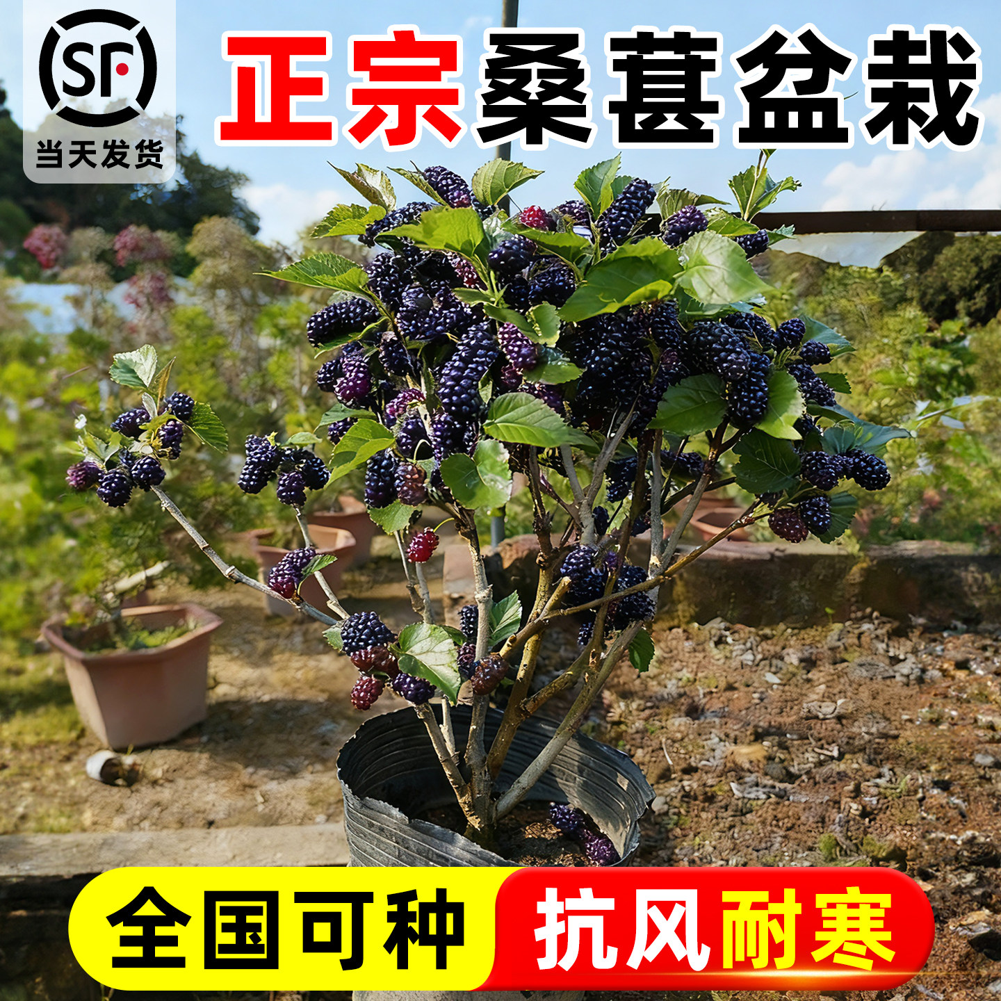 桑葚树苗嫁接无籽十长果桑当年结果南北方种植台湾四季盆栽正宗