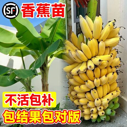 香蕉树苗粉蕉芭蕉四季庭院果树苗