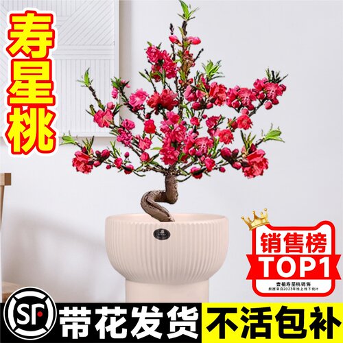 盆栽客厅桃花树绿植四季