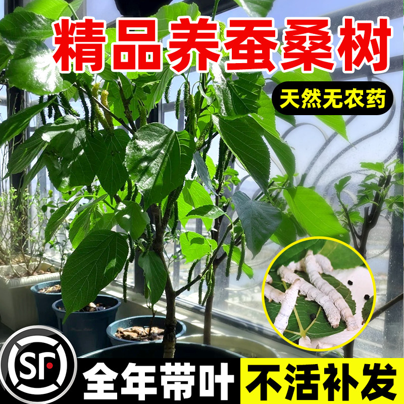 养蚕桑树活苗南北可种不挑季节图片