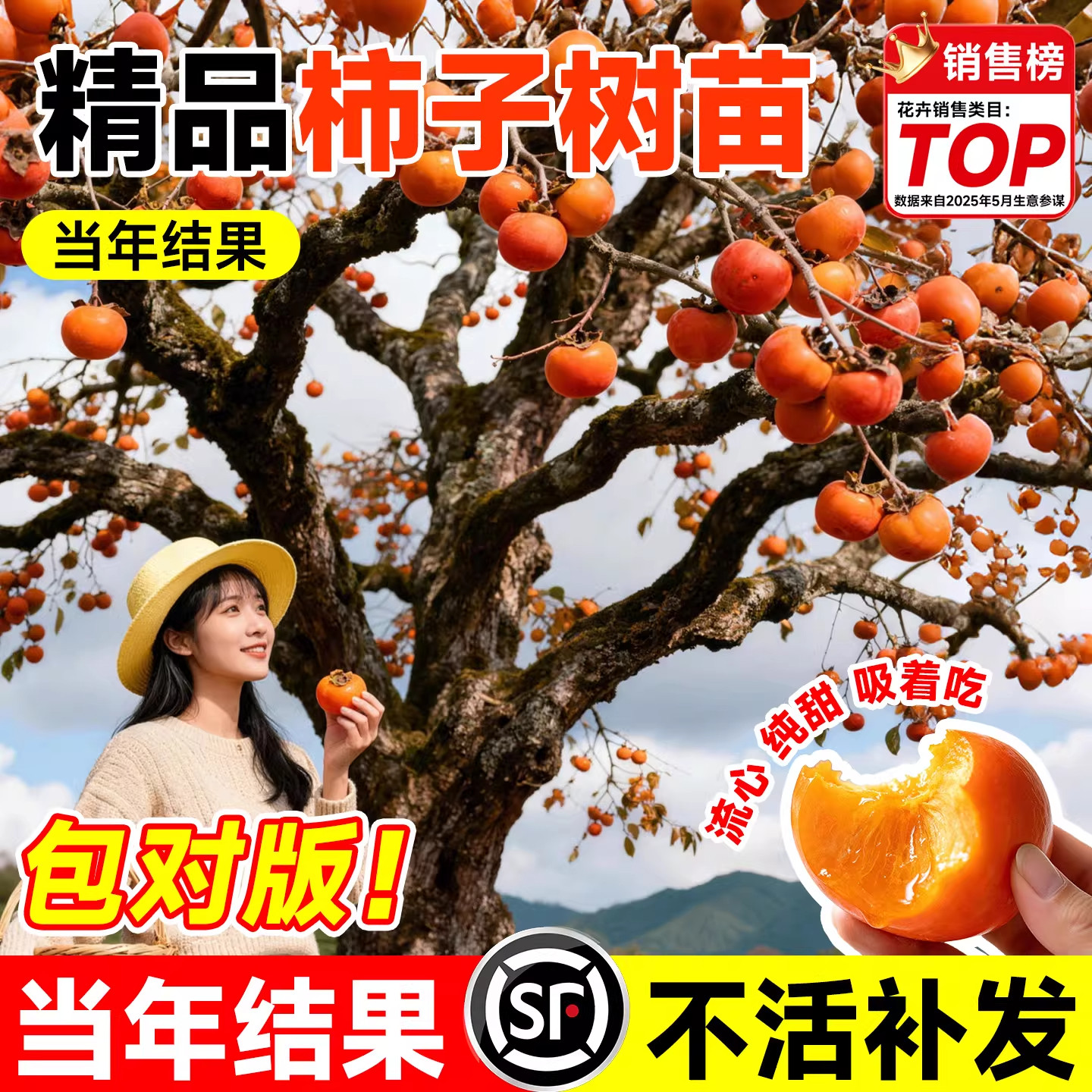 柿子树苗火晶柿子树嫁接庭院果树图片