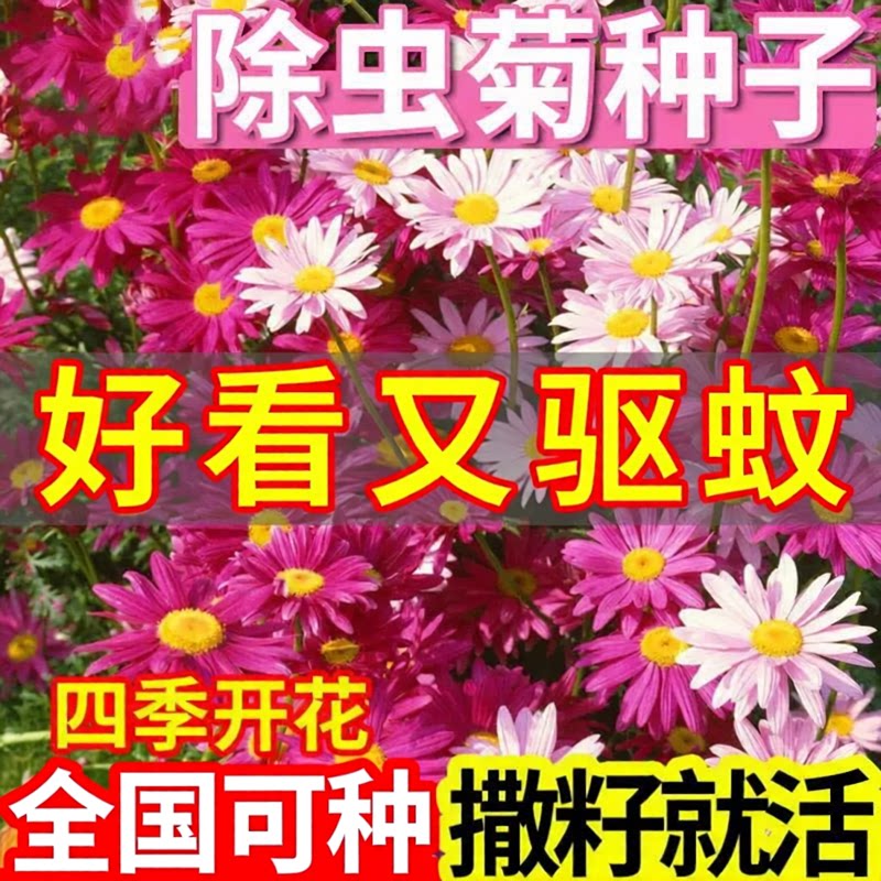 除虫菊花种籽子多年生驱蚊草驱虫菊混色室内外植物四季播种花种子