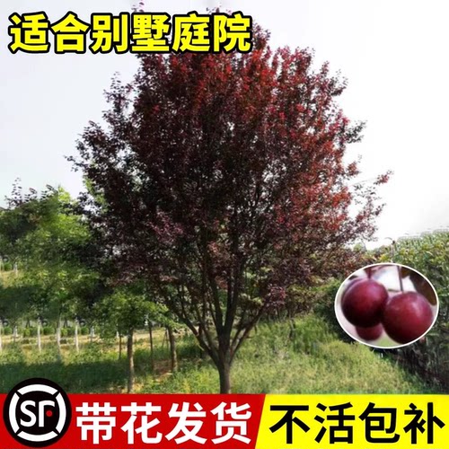 精品紫叶李庭院工程绿化