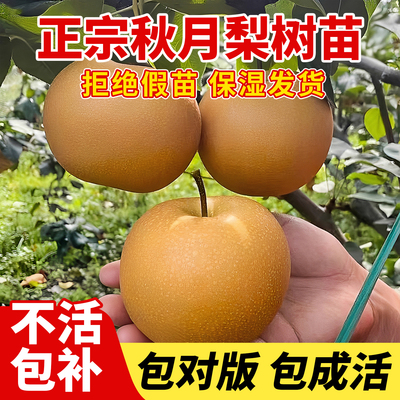 正宗梨树果苗秋月梨嫁接当年结果