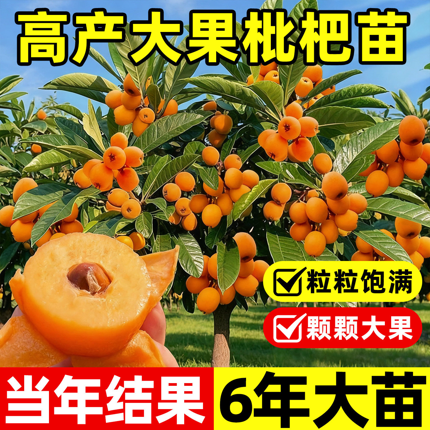 枇杷苗树耐寒南北方种植当年结果图片
