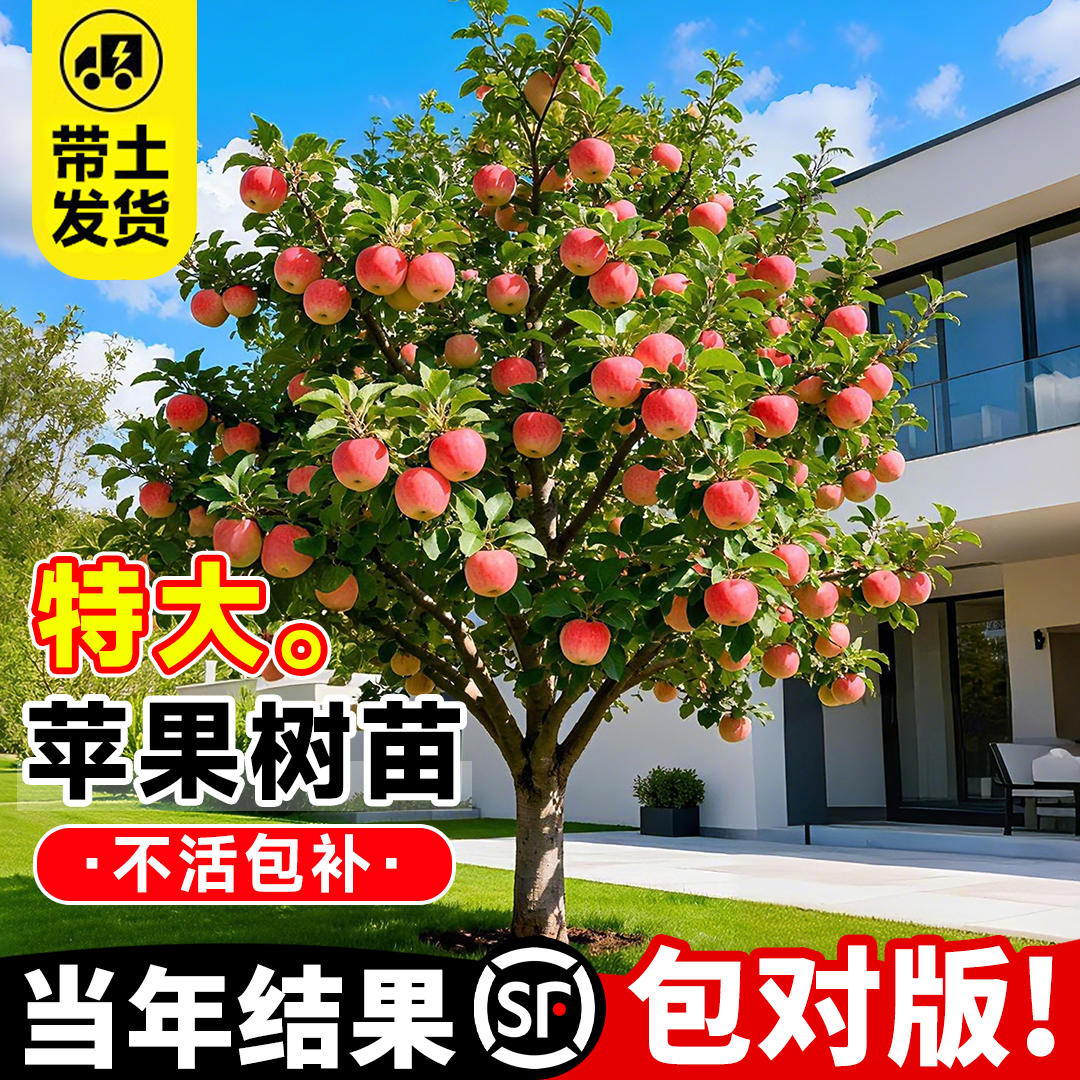 特大苹果树果苗红富士冰糖心阿克苏果树大苗当年结果嫁接庭院种植