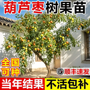 枣树活苗耐寒耐旱葫芦枣树果苗室外庭院地栽盆栽当年结果全国可种